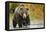 Brown Bear, Katmai National Park, Alaska-null-Framed Premier Image Canvas