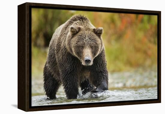 Brown Bear, Katmai National Park, Alaska-null-Framed Premier Image Canvas