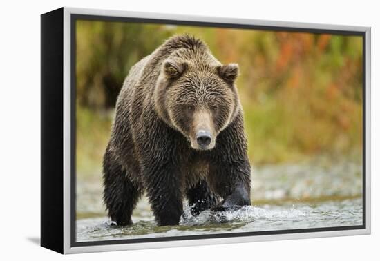 Brown Bear, Katmai National Park, Alaska-null-Framed Premier Image Canvas