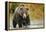 Brown Bear, Katmai National Park, Alaska-null-Framed Premier Image Canvas