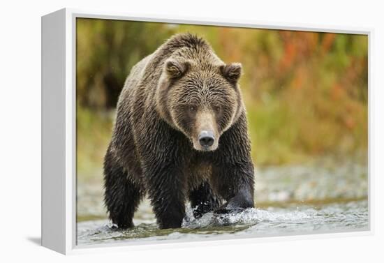 Brown Bear, Katmai National Park, Alaska-null-Framed Premier Image Canvas