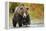 Brown Bear, Katmai National Park, Alaska-null-Framed Premier Image Canvas