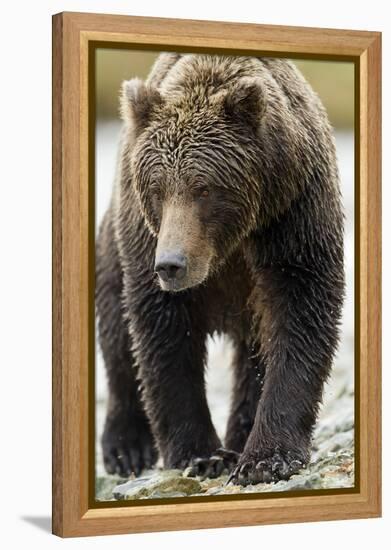 Brown Bear, Katmai National Park, Alaska-null-Framed Premier Image Canvas