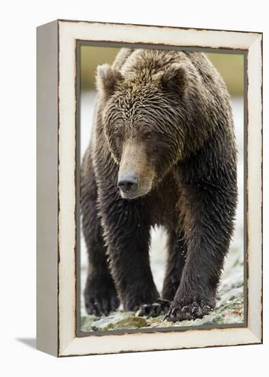 Brown Bear, Katmai National Park, Alaska-null-Framed Premier Image Canvas