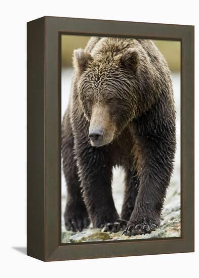 Brown Bear, Katmai National Park, Alaska-null-Framed Premier Image Canvas