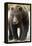 Brown Bear, Katmai National Park, Alaska-null-Framed Premier Image Canvas