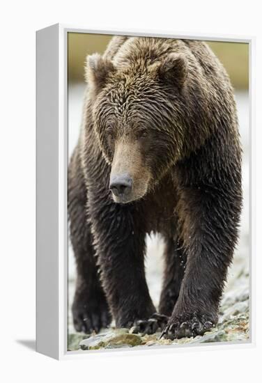 Brown Bear, Katmai National Park, Alaska-null-Framed Premier Image Canvas