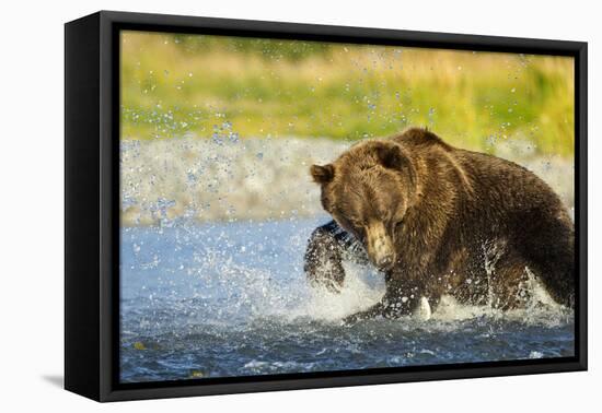 Brown Bear, Katmai National Park, Alaska-Paul Souders-Framed Premier Image Canvas