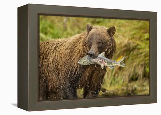 Brown Bear, Katmai National Park, Alaska-null-Framed Premier Image Canvas