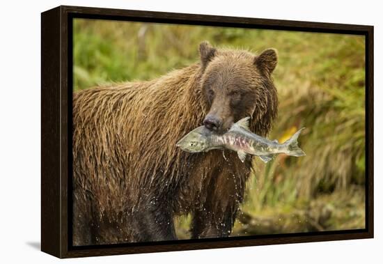 Brown Bear, Katmai National Park, Alaska-null-Framed Premier Image Canvas