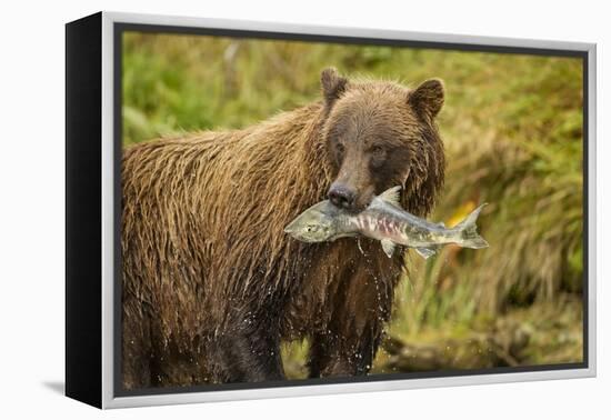 Brown Bear, Katmai National Park, Alaska-null-Framed Premier Image Canvas