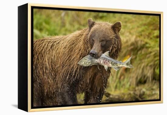 Brown Bear, Katmai National Park, Alaska-null-Framed Premier Image Canvas