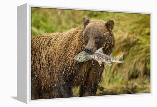 Brown Bear, Katmai National Park, Alaska-null-Framed Premier Image Canvas