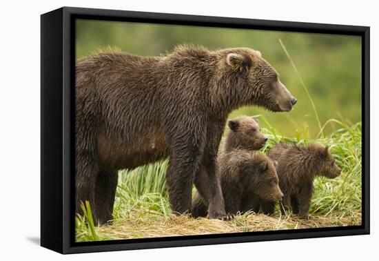 Brown Bear, Katmai National Park, Alaska-null-Framed Premier Image Canvas