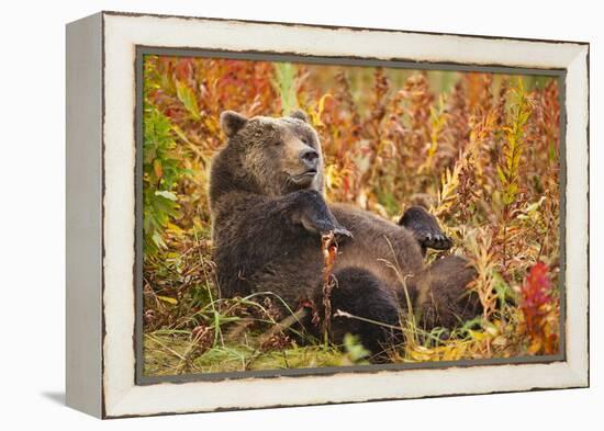 Brown Bear, Katmai National Park, Alaska-null-Framed Premier Image Canvas