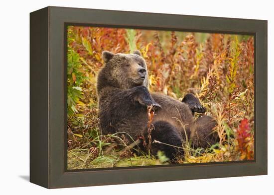 Brown Bear, Katmai National Park, Alaska-null-Framed Premier Image Canvas