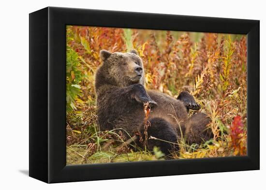 Brown Bear, Katmai National Park, Alaska-null-Framed Premier Image Canvas