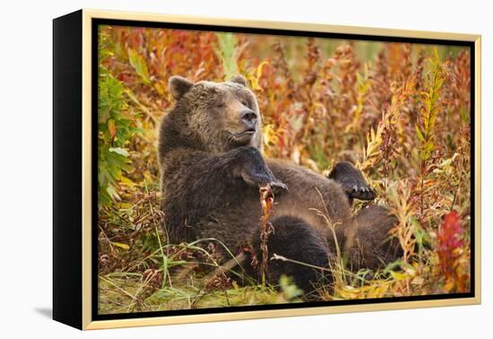 Brown Bear, Katmai National Park, Alaska-null-Framed Premier Image Canvas