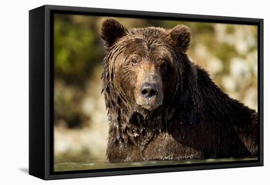 Brown Bear, Katmai National Park, Alaska-null-Framed Premier Image Canvas