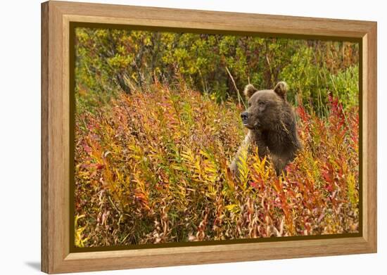 Brown Bear, Katmai National Park, Alaska-null-Framed Premier Image Canvas