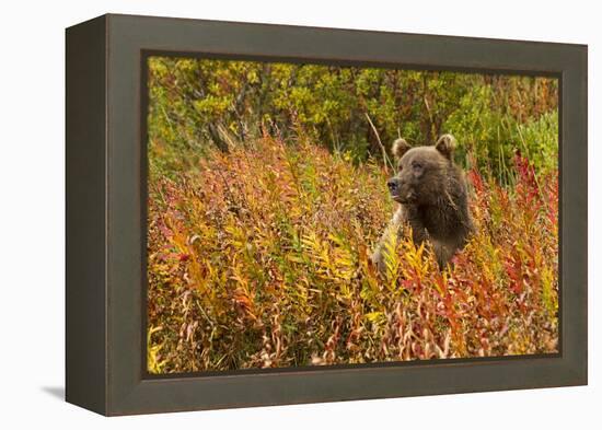 Brown Bear, Katmai National Park, Alaska-null-Framed Premier Image Canvas