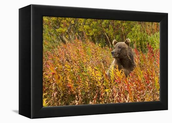 Brown Bear, Katmai National Park, Alaska-null-Framed Premier Image Canvas