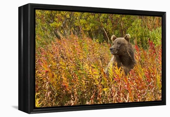 Brown Bear, Katmai National Park, Alaska-null-Framed Premier Image Canvas