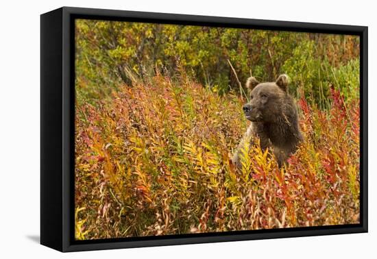 Brown Bear, Katmai National Park, Alaska-null-Framed Premier Image Canvas