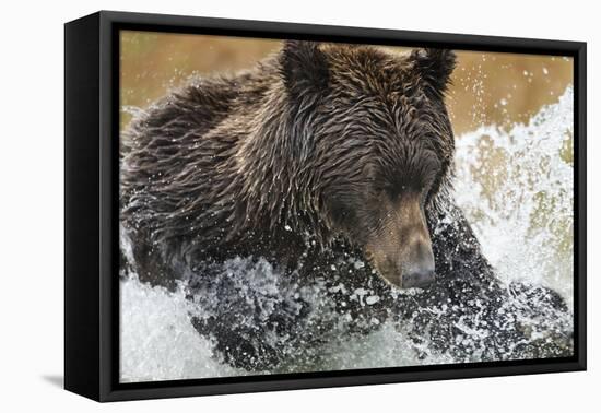 Brown Bear, Katmai National Park, Alaska-null-Framed Premier Image Canvas