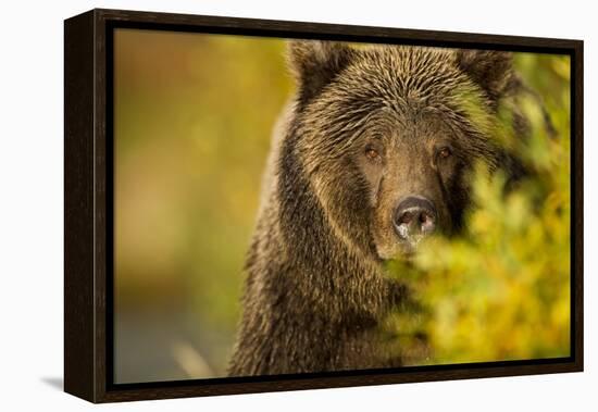 Brown Bear, Katmai National Park, Alaska-null-Framed Premier Image Canvas