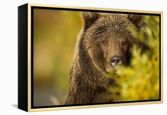 Brown Bear, Katmai National Park, Alaska-null-Framed Premier Image Canvas