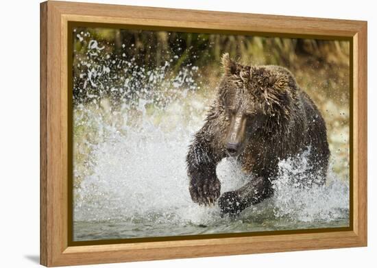 Brown Bear, Katmai National Park, Alaska-null-Framed Premier Image Canvas