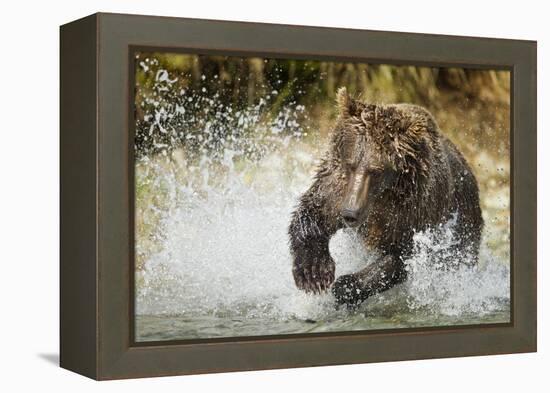 Brown Bear, Katmai National Park, Alaska-null-Framed Premier Image Canvas