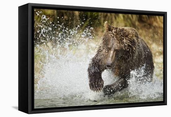 Brown Bear, Katmai National Park, Alaska-null-Framed Premier Image Canvas