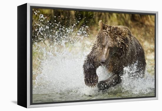 Brown Bear, Katmai National Park, Alaska-null-Framed Premier Image Canvas