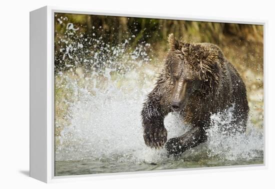 Brown Bear, Katmai National Park, Alaska-null-Framed Premier Image Canvas