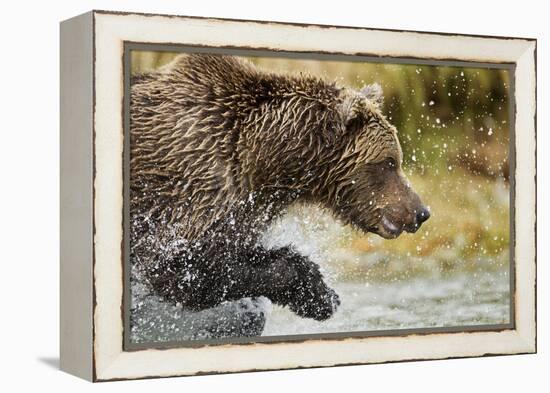 Brown Bear, Katmai National Park, Alaska-null-Framed Premier Image Canvas