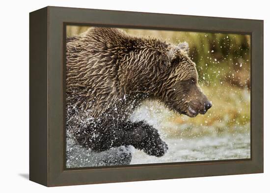 Brown Bear, Katmai National Park, Alaska-null-Framed Premier Image Canvas