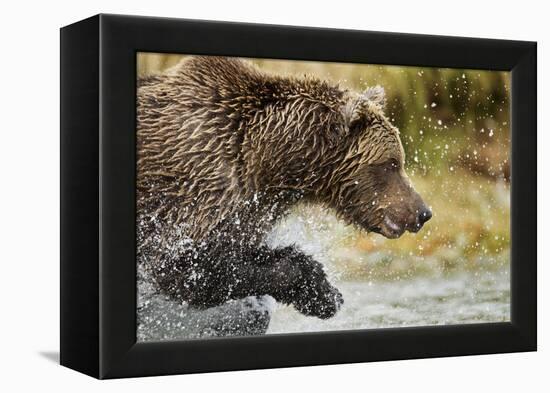 Brown Bear, Katmai National Park, Alaska-null-Framed Premier Image Canvas