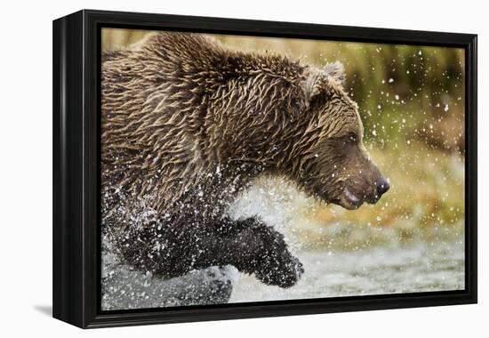 Brown Bear, Katmai National Park, Alaska-null-Framed Premier Image Canvas