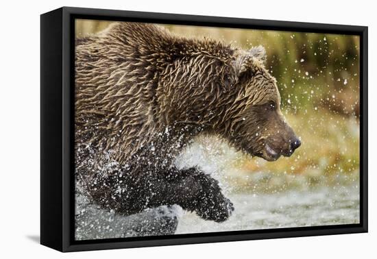 Brown Bear, Katmai National Park, Alaska-null-Framed Premier Image Canvas