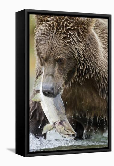 Brown Bear, Katmai National Park, Alaska-null-Framed Premier Image Canvas