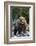 Brown Bear, Katmai National Park, Alaska-Paul Souders-Framed Photographic Print