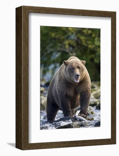 Brown Bear, Katmai National Park, Alaska-Paul Souders-Framed Photographic Print