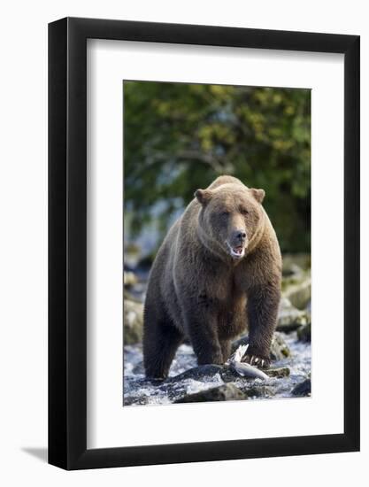 Brown Bear, Katmai National Park, Alaska-Paul Souders-Framed Photographic Print