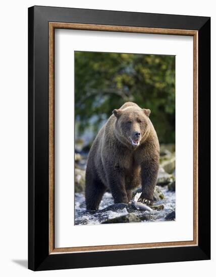 Brown Bear, Katmai National Park, Alaska-Paul Souders-Framed Photographic Print