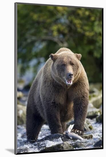 Brown Bear, Katmai National Park, Alaska-Paul Souders-Mounted Photographic Print