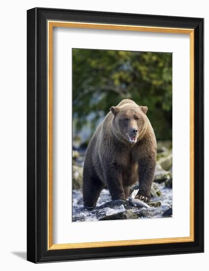 Brown Bear, Katmai National Park, Alaska-Paul Souders-Framed Photographic Print