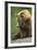 Brown Bear, Katmai National Park, Alaska-Paul Souders-Framed Photographic Print