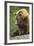 Brown Bear, Katmai National Park, Alaska-Paul Souders-Framed Photographic Print